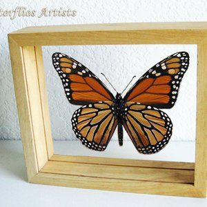 Danaus Plexippus Monarch Butterfly Entomology Collectible Double Glass Display